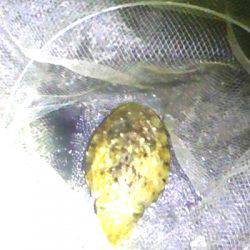 １８日湾内でコウイカ６５０ｇ、１９日石津浜でスルメイカ？